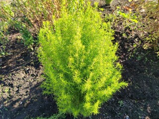 Kochia, a genus of plants in the haze family. Subshrubs or annual herbs with entire pubescent,...