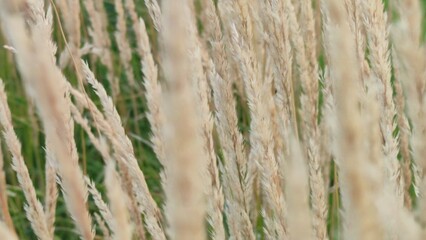 Fototapeta premium Light yellow tall grass. Against the background of green plants stand tall shoots on thin stems of pale yellow and pale brown. Herbaceous plant, withered, matured and withered.