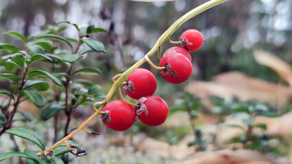 Red berries of the forest lily of the valley. In the pine forest, lilies of the valley grew, faded, and red poisonous berries appeared on the branch. Lily of the valley leaves and stem turned yellow.