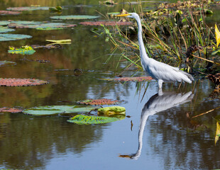 Egret Standing In A Swamp