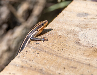 Five Lined Skink