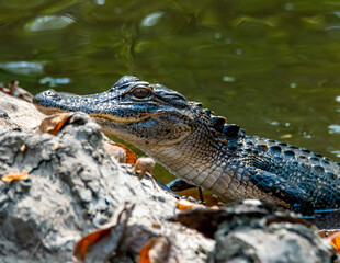 American Alligator Basking