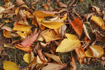 pile of fallen leaves in Autumn. Colors of fall season. brown and yellow tree leaves on ground. change of season 