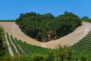Fototapeta na wymiar vineyard tree grove in heart shape configuration