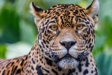 Obraz premium Jaguar Panthera onca, majestic feline looking at camera in Pantanal, Brazil
