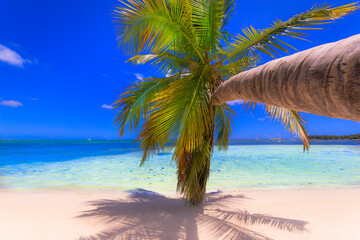 Tropical idyllic caribbean beach with palm tree, Punta Cana, Dominican Republic