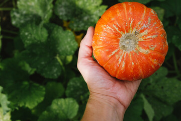 Obraz premium Female farmer holds pumpkin in her hand.