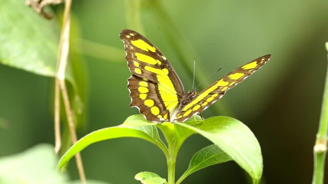 a slow motion clip of a green malachite butterfly resting on a leaf in a butterfly house in costa rica