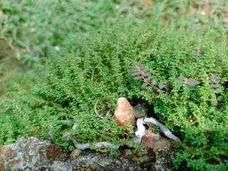 photo of beautiful small green grass for decoration.  for photo backgrounds and others