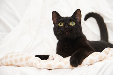 cute black kitten on white bed, copy space