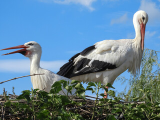 Two storks in a nest made of twigs