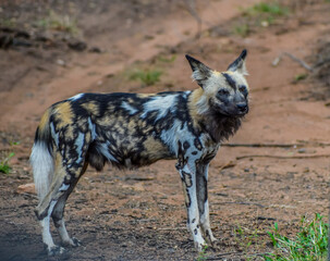 The African wild dog (Lycaon pictus), also known as African hunting or African painted dog or painted wolf in a game reserve