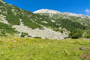 Naklejka premium Summer landscape of Pirin Mountain near Banderitsa River, Bulgaria