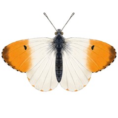 Orange Tip Butterfly