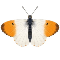 Naklejka premium Orange Tip Butterfly