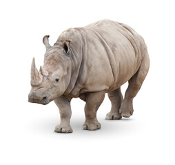 Transparent PNG of Single Large Rhinoceros.