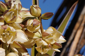 White flowering terminal indeterminate racemose panicle inflorescence of Yucca Schidigera,...