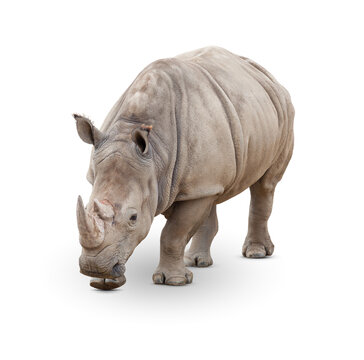Skint Rino รูปภาพRino – เลือกดูภาพถ่ายสต็อก เวกเตอร์ และวิดีโอ3,416 | Adobe Stock