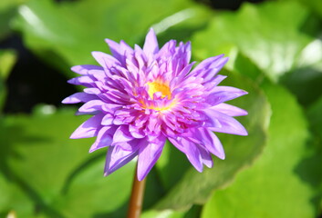 Purple beautiful water lily 