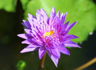Beautiful purple water lilly flower 
