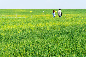연인들이 걷고 있는 고창 청보리밭의 풍경-A view of the barley fields in Gochang, where lovers are walking