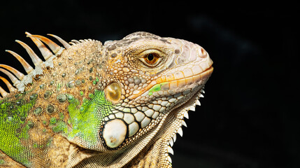 lizard, animal, green lizard with blur background