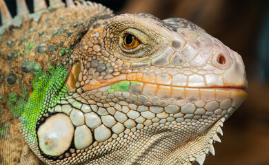 Fototapeta premium lizard, animal, green lizard with blur background