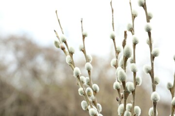 Beautiful fluffy catkins on willow tree outdoors, closeup