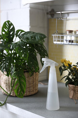 Green potted plants and spray bottle on countertop in kitchen. Home decoration