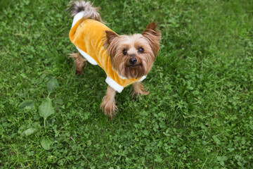 Cute Yorkshire terrier wearing stylish pet clothes in park, above view