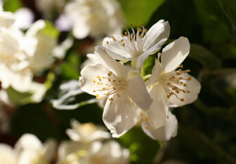 Branch of jasmine plant with beautiful white flowers, closeup