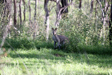 Wallaby kangaroo in the Australian bush