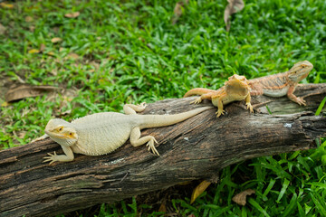 bearded dragon on ground with blur background