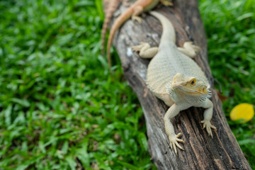 bearded dragon on ground with blur background