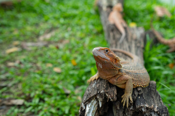 bearded dragon on ground with blur background