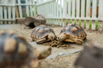 Sucata tortoise on the ground