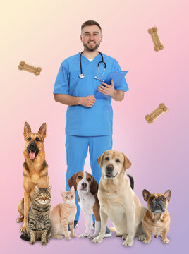 Collage with photos of veterinarian doc, pets and dog cookies on color background