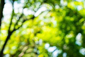 Obraz na płótnie Canvas Blurred botanical green tree leaf forest sun light
