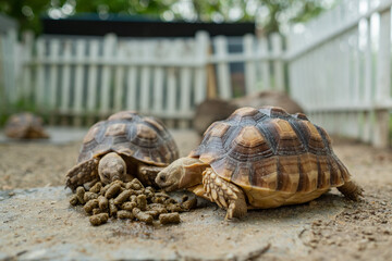Sucata tortoise on the ground