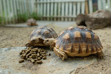 Obraz premium Sucata tortoise on the ground