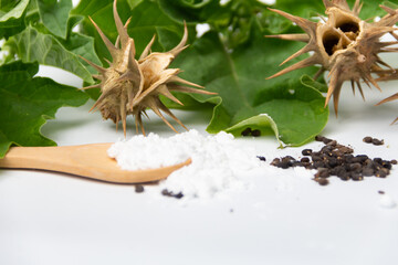 burundanga seeds, leaves, capsules and powder