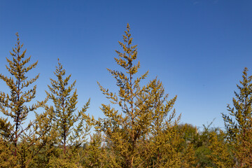 wild artemisia annua plants in the mountains