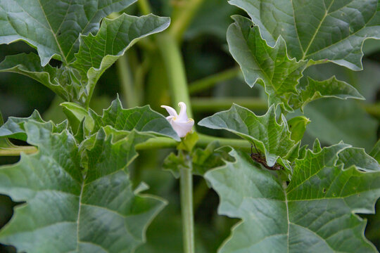 Datura ferox flowering plant growing wild