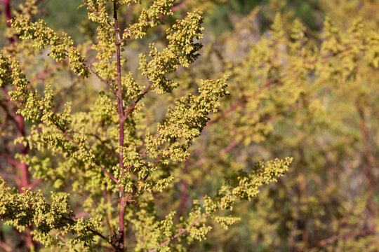 Wild Artemisia Annua Plants In The Mountains