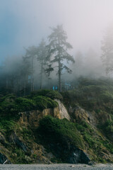 Coastal Cliffside Forest
