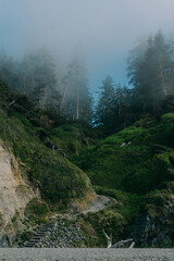 Coastal Forest Path