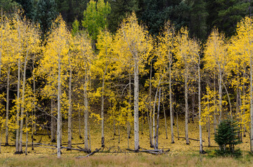 Aspen Trees Shed Their Yellow Leaves