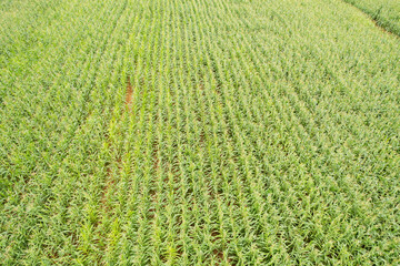 high angle view of farm, grow plants, nice landscape