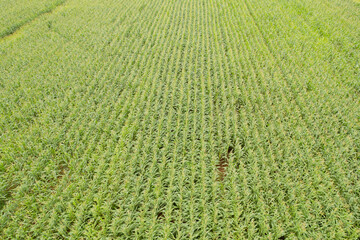 high angle view of farm, grow plants, nice landscape