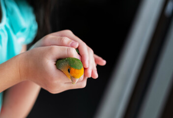 A lovebird perched on a finger, parrot